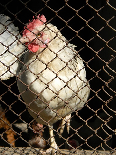 本赛季珀尔特尔缺席，猛龙在内线场均净负对手8.1分